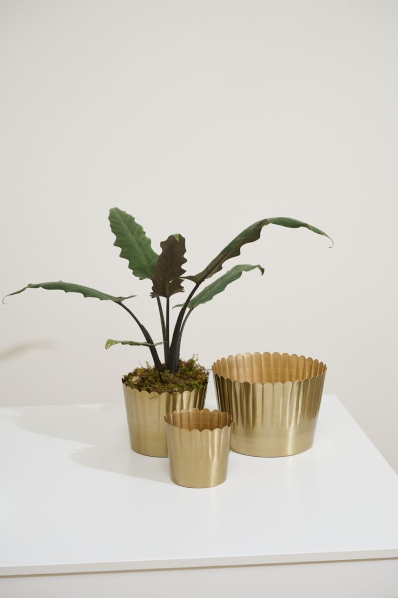 Delicata Pot