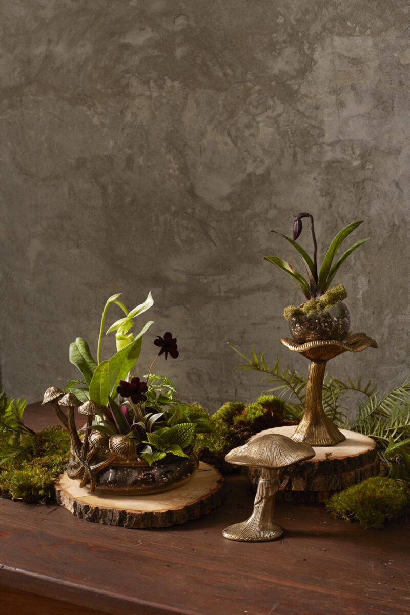 Lichen Collection